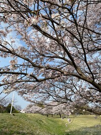 椹野川の画像1