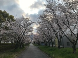 京都大学 宇治キャンパスの画像1