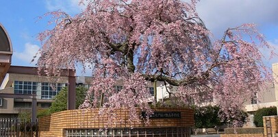 茨城県立水戸桜ノ牧高等学校の画像1