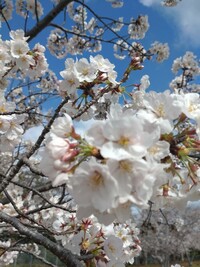 大阪市立高等学校の画像1