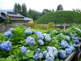 新居浜市森林公園ゆらぎの森の画像1