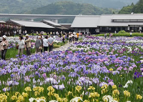 加茂花菖蒲園の画像1